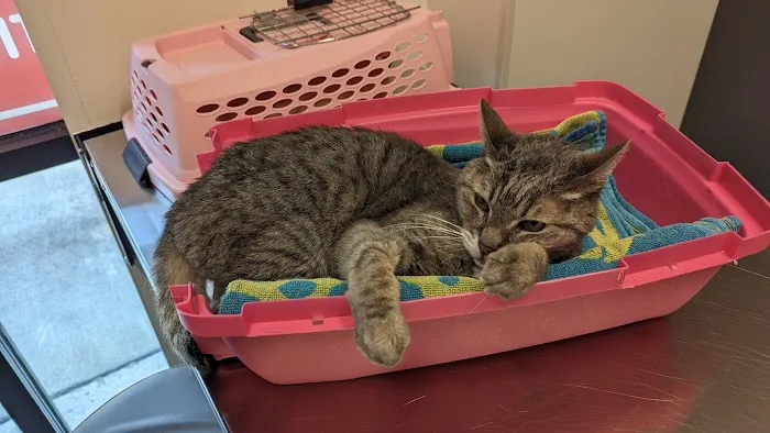 Rolesville Veterinary Hospital at Forestville Crossing 4