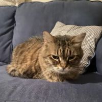 Spring Forest Animal Hospital ico