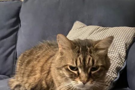 Spring Forest Animal Hospital