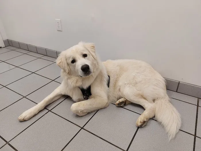 Spring Forest Animal Hospital 12