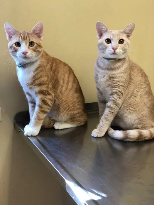 Capital Blvd Animal Hospital & Pet Inn Raleigh & Wake Forest 12