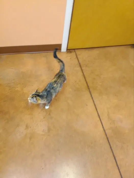Bunn Animal Hospital 10