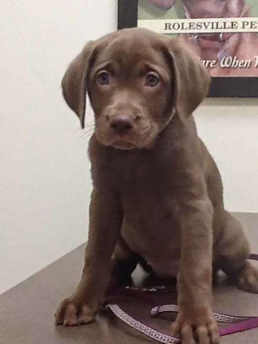 Rolesville Veterinary Hospital 12