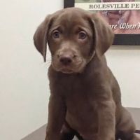Rolesville Veterinary Hospital ico