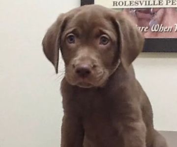 Rolesville Veterinary Hospital