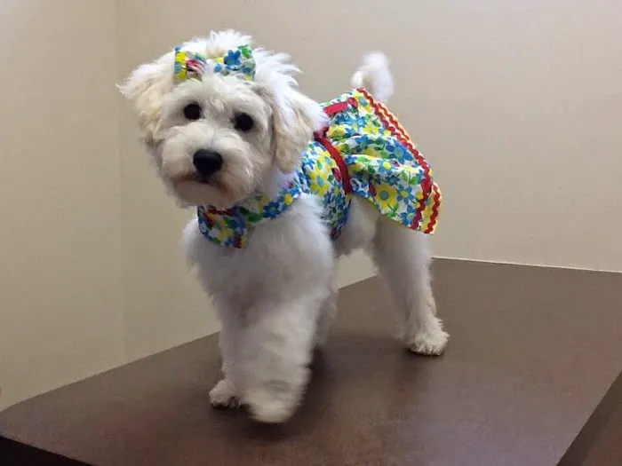 Rolesville Veterinary Hospital 12