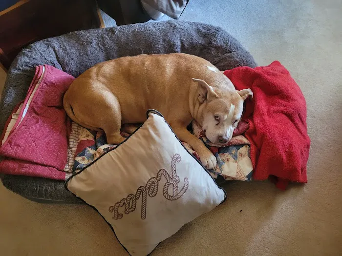 Rolesville Veterinary Hospital 12