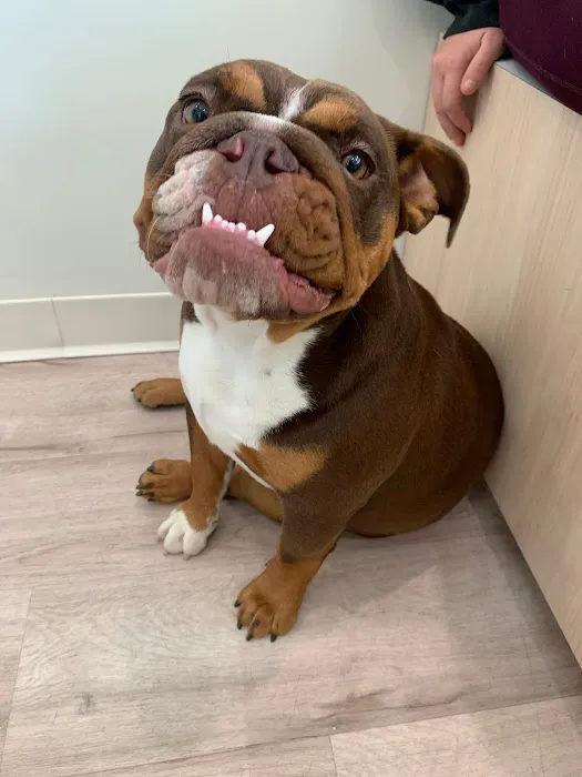Petfolk Veterinary & Urgent Care - Wake Forest 12