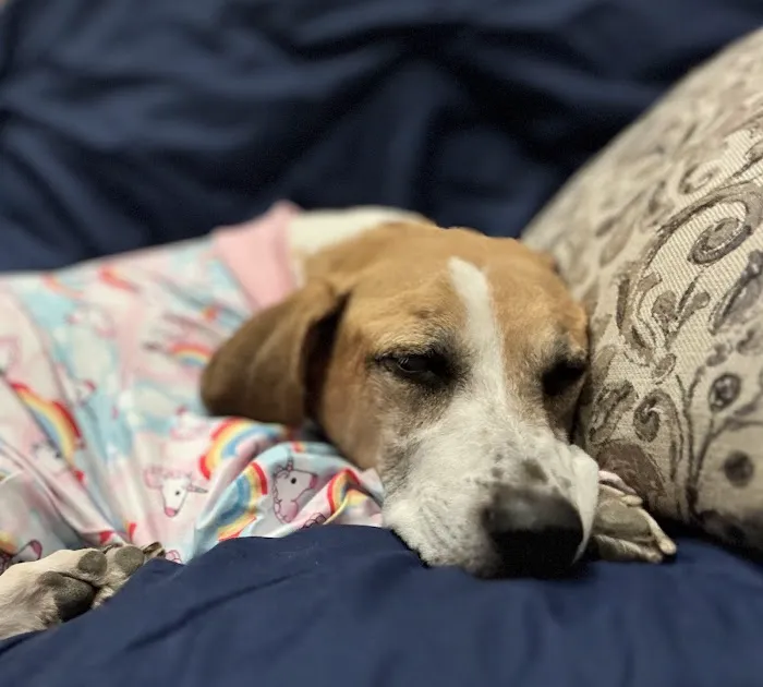 BluePearl Pet Hospital 12