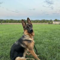 BluePearl Pet Hospital ico