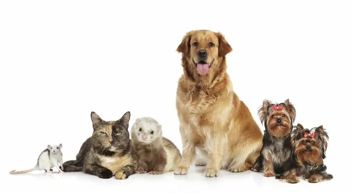 Tuscan Ridge Animal Hospital 12