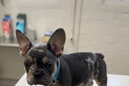 Eastwaye Veterinary Clinic