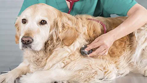 The Cottage Animal Clinic 12