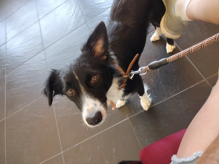 The Cottage Animal Clinic 12