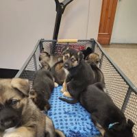 Countryside Animal Hospital ico