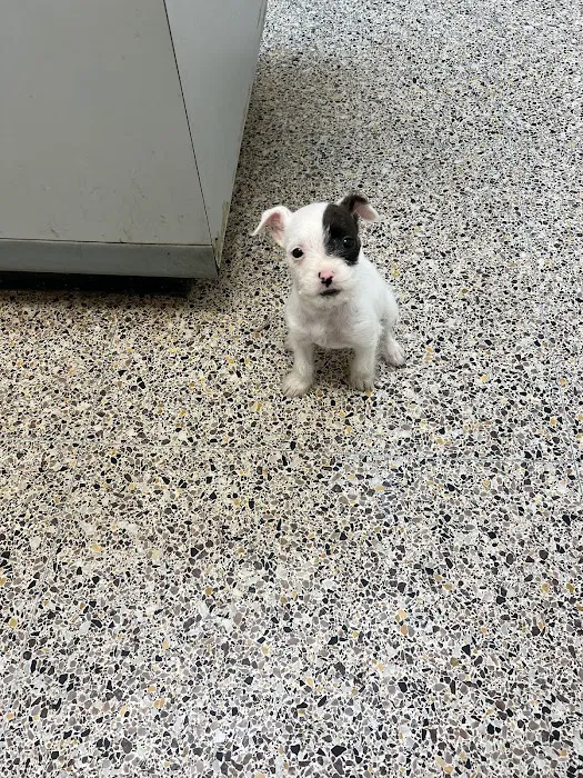 Countryside Animal Hospital 2