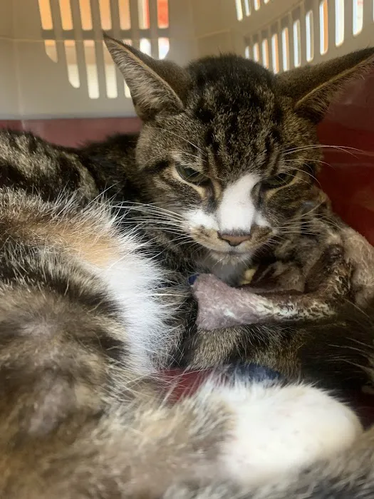 Countryside Animal Hospital 6