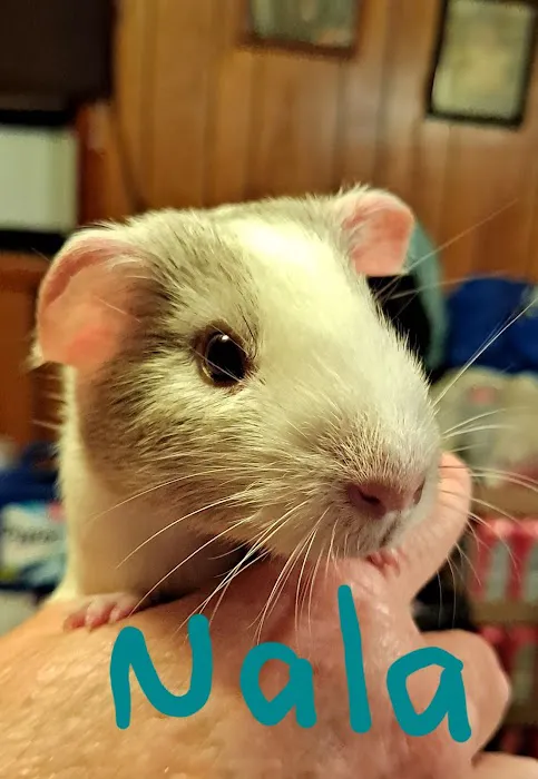 Countryside Animal Hospital 5