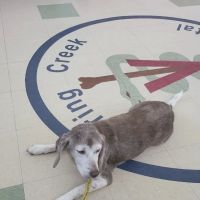 Spring Creek Animal Hospital ico
