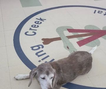 Spring Creek Animal Hospital