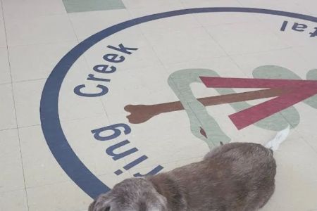Spring Creek Animal Hospital