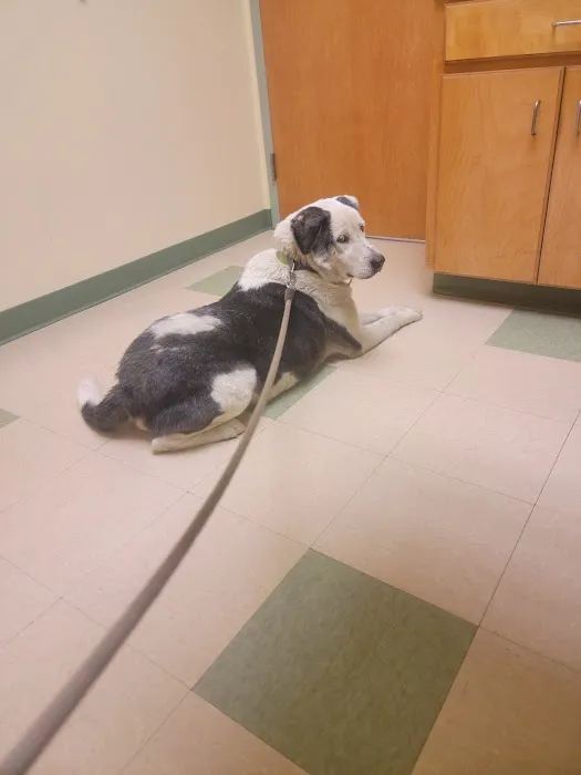 Spring Creek Animal Hospital 12