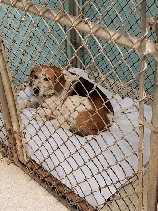 Animal Hospital-Lenoir County 12