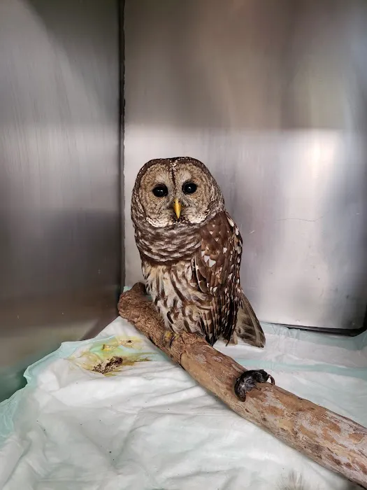 Animal Hospital-Lenoir County 12