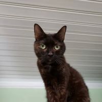 Animal Hospital-Lenoir County ico