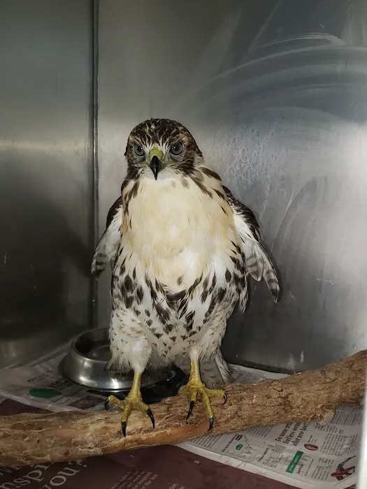 Animal Hospital-Lenoir County 12