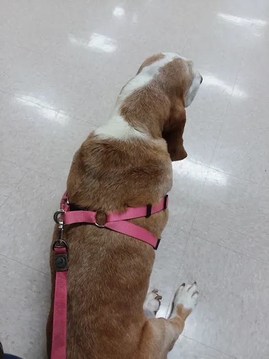 Williamsburg Veterinary Clinic 12
