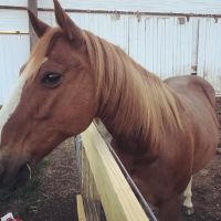 Plainfield Veterinary Services ico