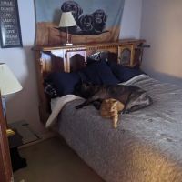 Avenue of the Saints Animal Hospital ico