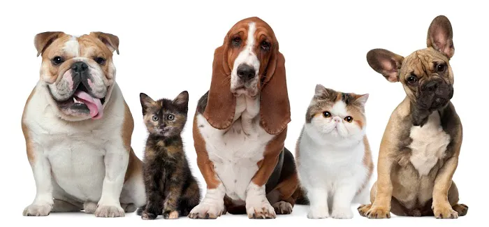Taylor Veterinary Hospital 12