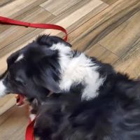 Cedar Valley Veterinary Center ico