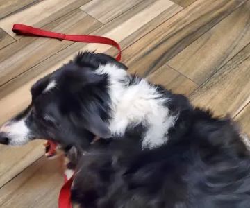 Cedar Valley Veterinary Center