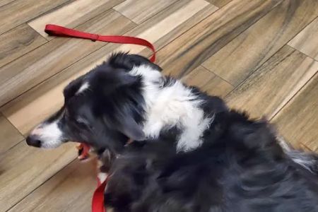 Cedar Valley Veterinary Center