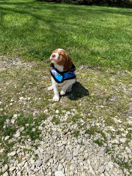 Allison Vet Service 8