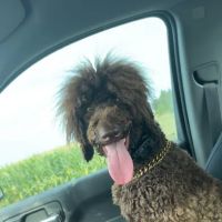 Animal Health Care Clinic ico