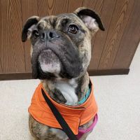Hudson Veterinary Clinic ico