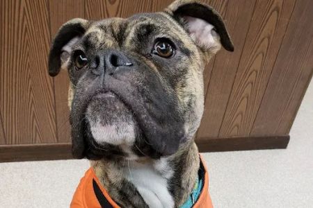 Hudson Veterinary Clinic