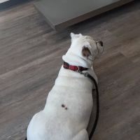 Keystone Veterinary Clinic ico