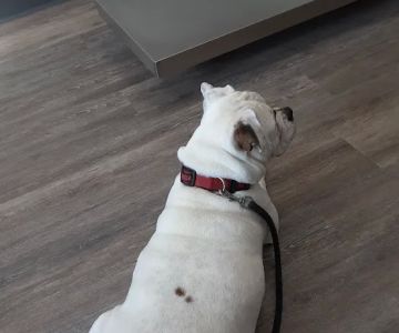 Keystone Veterinary Clinic