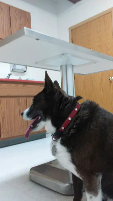 Bayshore Veterinary Clinic Pc 1