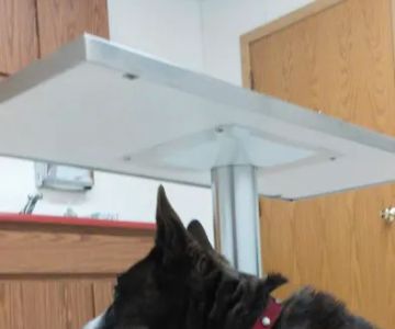 Bayshore Veterinary Clinic Pc