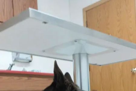 Bayshore Veterinary Clinic Pc