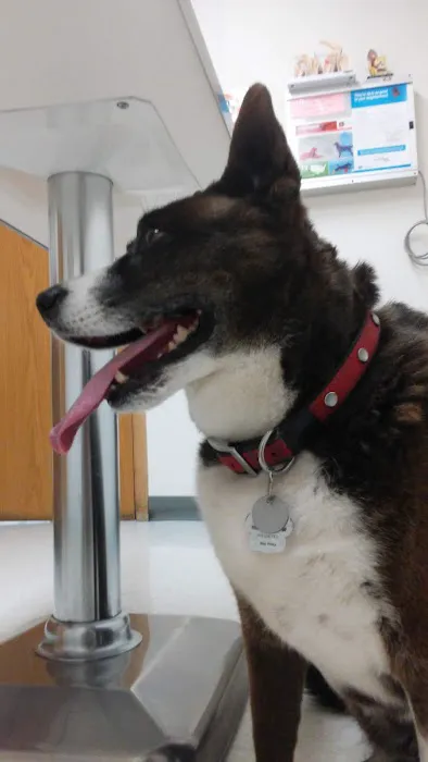 Bayshore Veterinary Clinic Pc 3