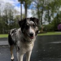 Crivitz Veterinary Hospital ico