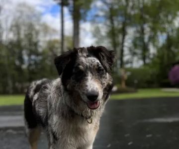 Crivitz Veterinary Hospital