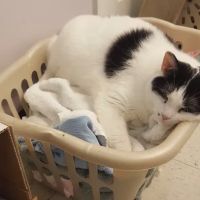 Ripley Paws Veterinary Clinic ico